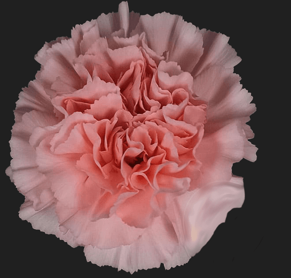 Carns Sarah Light Pink Fancy