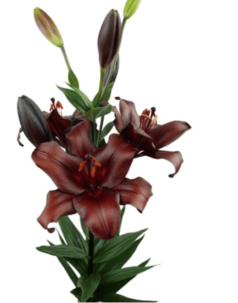 Lily Hybrid Escape Burgundy 3/4