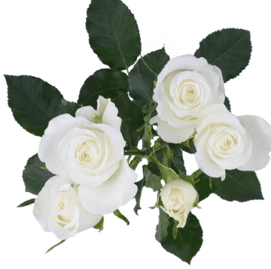Sprays Shining Star Ecu White 50cm