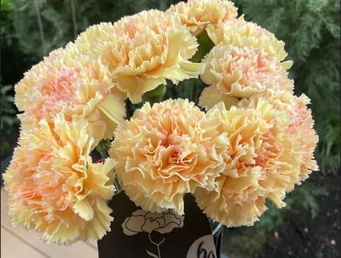 Carns Ukelele Bi-color Peachy Pink Select