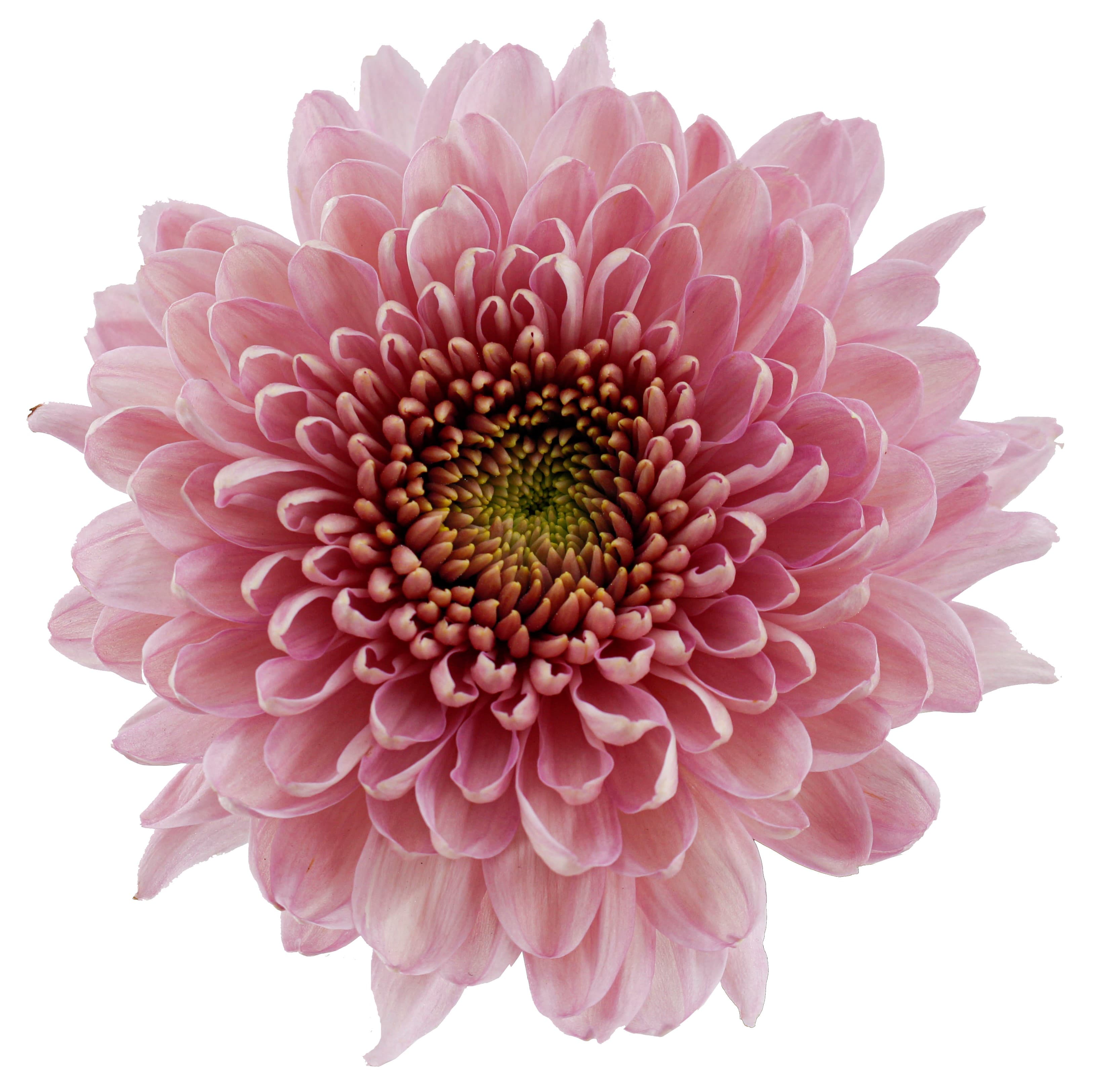 Mums Cremon Empress Pink Antique