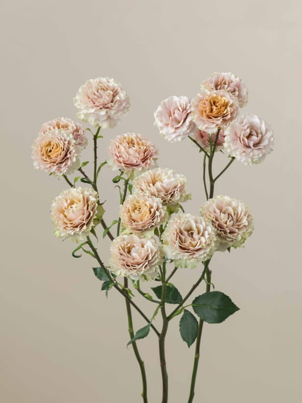 Sprays Be Amazing Ecu Cream-blush 40cm