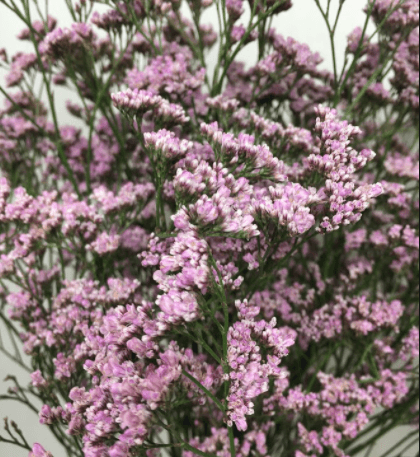 Limonium Oshi Silver Pink