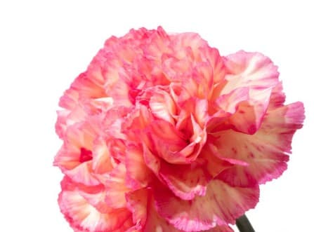 Carns Spritz Arancio Bi-color Pc/pk Fancy