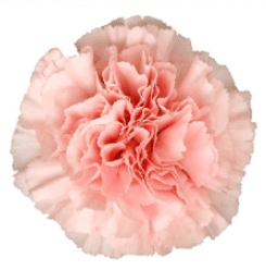 Carns Ilusion Light Pink Std