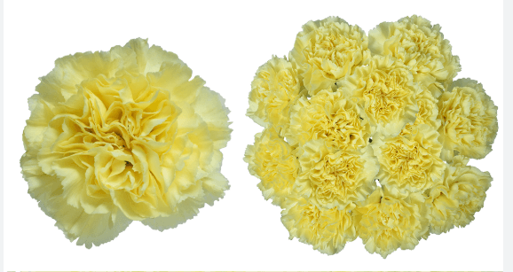 Carns Ilias Yellow Select