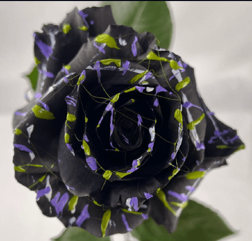 Rose Enchanted Forest Ecu Airbrush 50cm