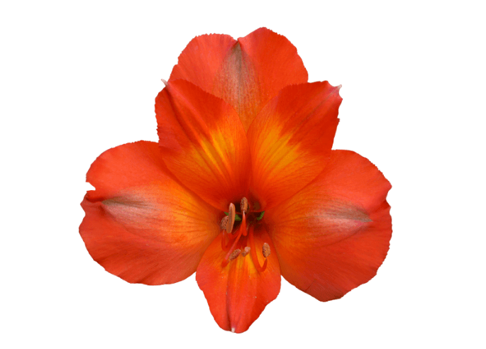 Alstro Princess Orange Super S.