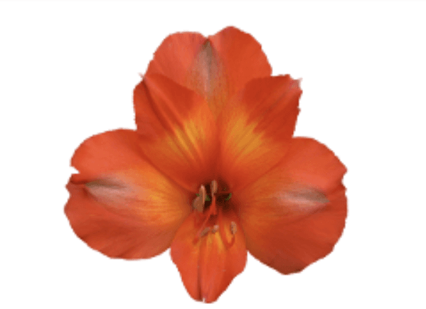 Alstro Orange Princess Select