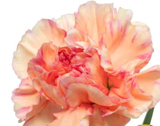 Carns Cuddle Bi-color Peach Select