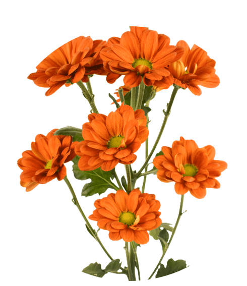 Pom Daisy Bronze-orange Melinda