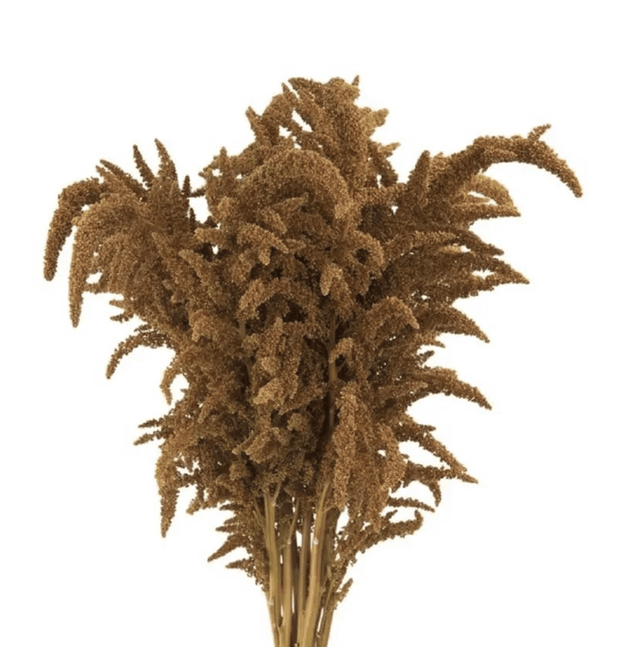 Amaranthus Spx Upright Bz/rd Hot Biscuits 70cm