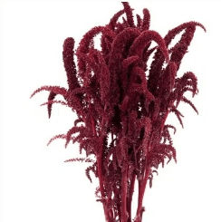 Amaranthus Spx Upright Red 70cm