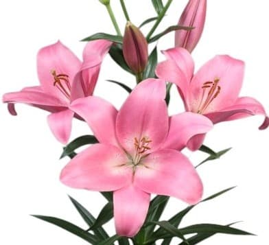 Lily Hybrid Scotland Pink 3/4