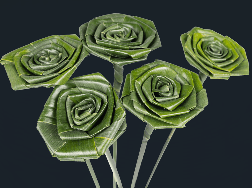 Greens Aspidistra Rose Head 8+cm Large