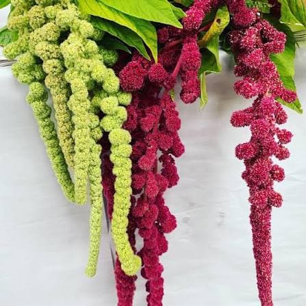 Amaranthus Spx Upright Asst Red/green 70cm