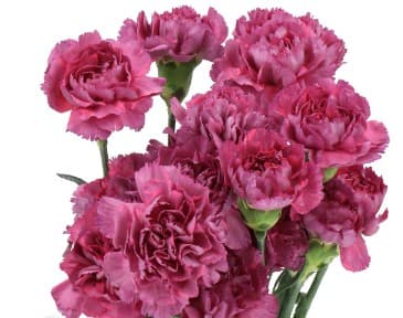 Carns Tatis Vintage Mauve Select