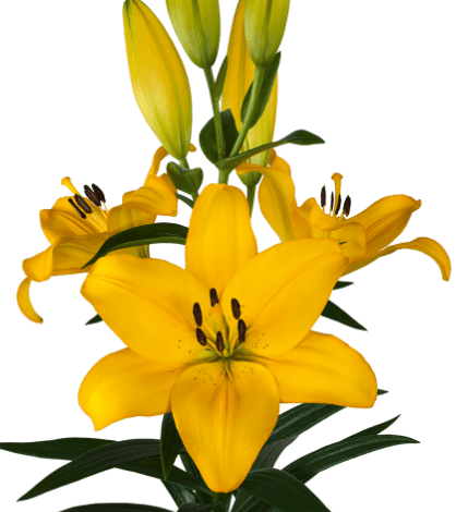 Lily Hybrid Lentella Yellow 3/4