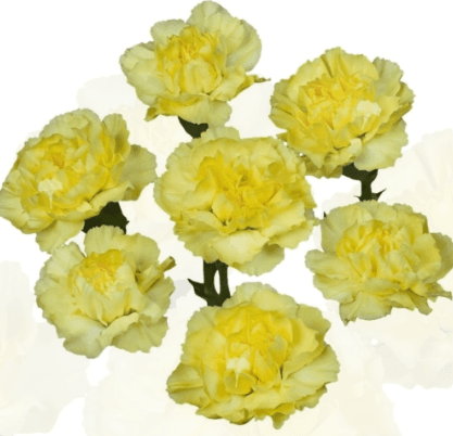 Minis Minion Yellow