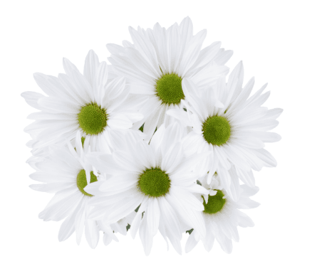 Pom Daisy Doremi White
