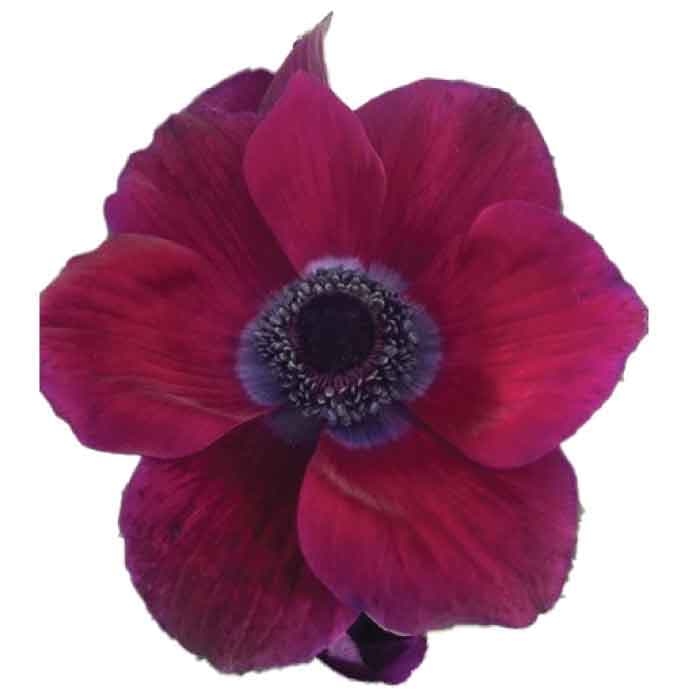 Anemone Spx Burgundy 40cm