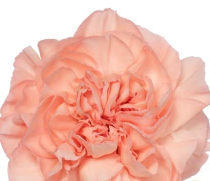 Carns Eternal Love Peach Select