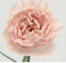 Carns Bridal Damascus Blush Pink Select