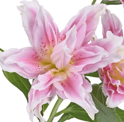 Lily Oriental Rose Lily Pink 3/4