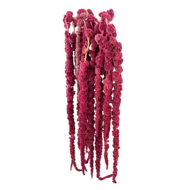 Amaranthus Spx Hanging Red Spider 5st 70cm