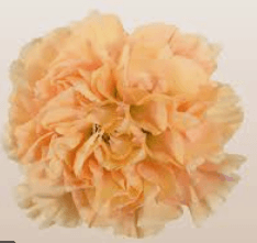 Carns Percimon Peach 10stem Minami Select
