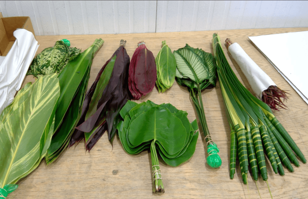 Greens Magic Box Costa Rican
