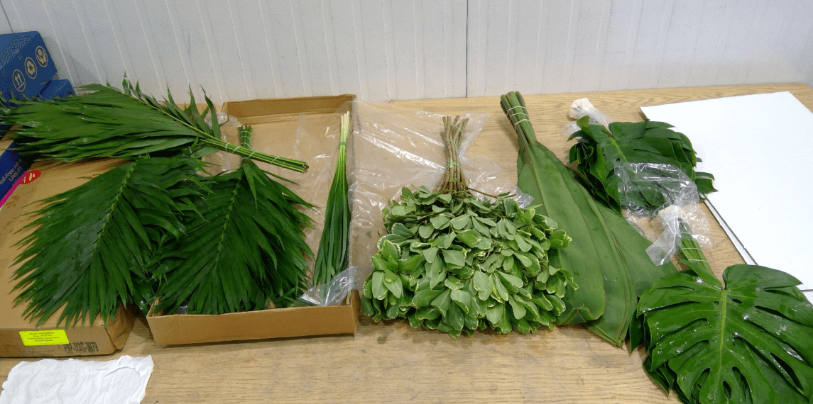Greens Charm Box Costa Rican