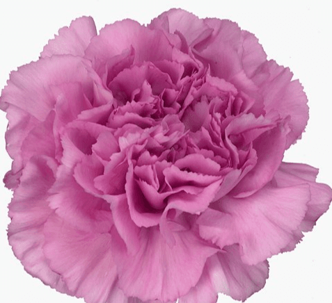 Carns Birmania Lavender Fancy