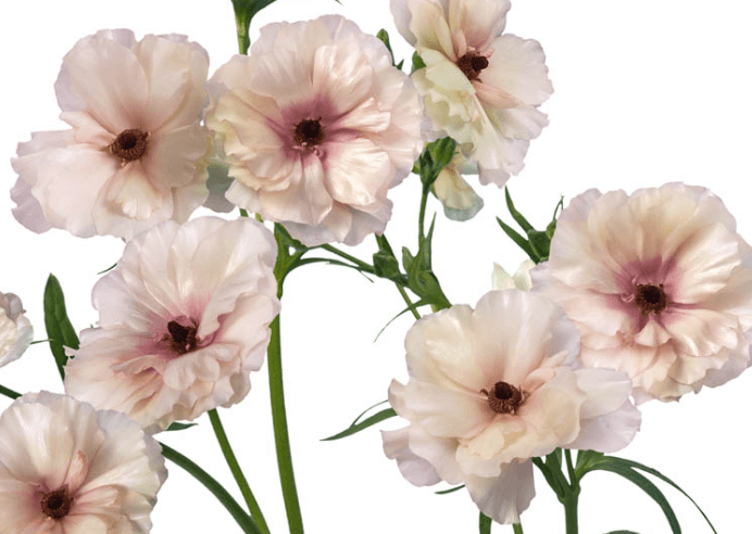 Ranunculus Spx Butterfly Light Pink Ariadne 40/50cm