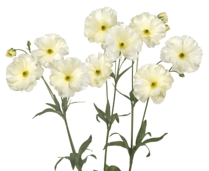 Ranunculus Spx Butterfly White Graces 40/50cm