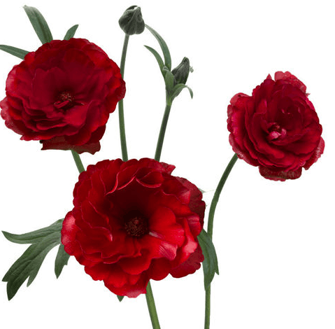 Ranunculus Spx Butterfly Red Hades 40/50cm