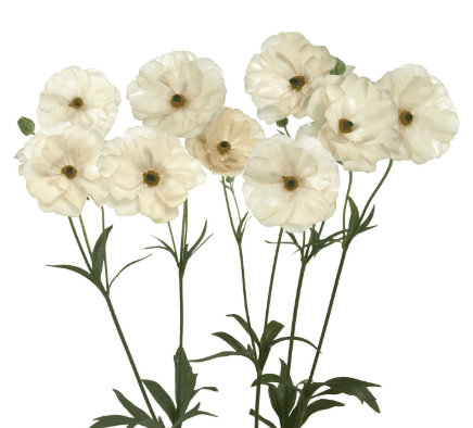 Ranunculus Spx Butterfly Cream White Keramos 40/50cm