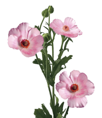 Ranunculus Spx Butterfly Pink Lycia 40/50cm