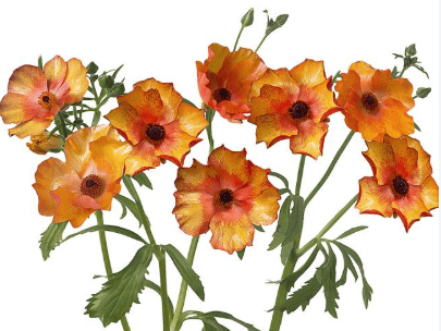 Ranunculus Spx Butterfly Orange Minoan 40/50cm