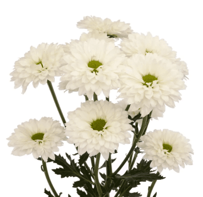 Pom Novelty Esperanza Pura White