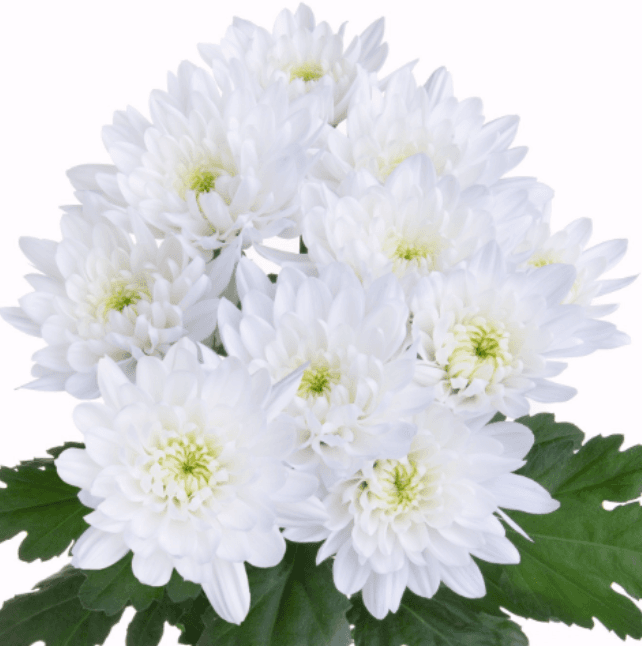 Pom Cushion Cruise White