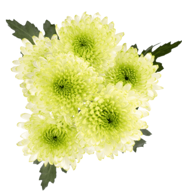Pom Novelty Forrester Green