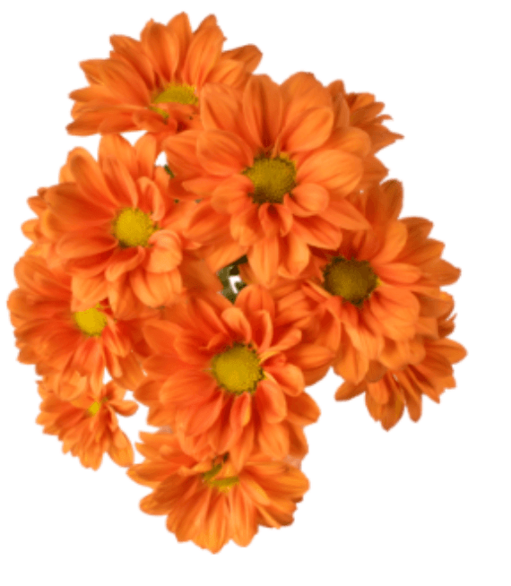 Pom Daisy Lina Bronze-orange