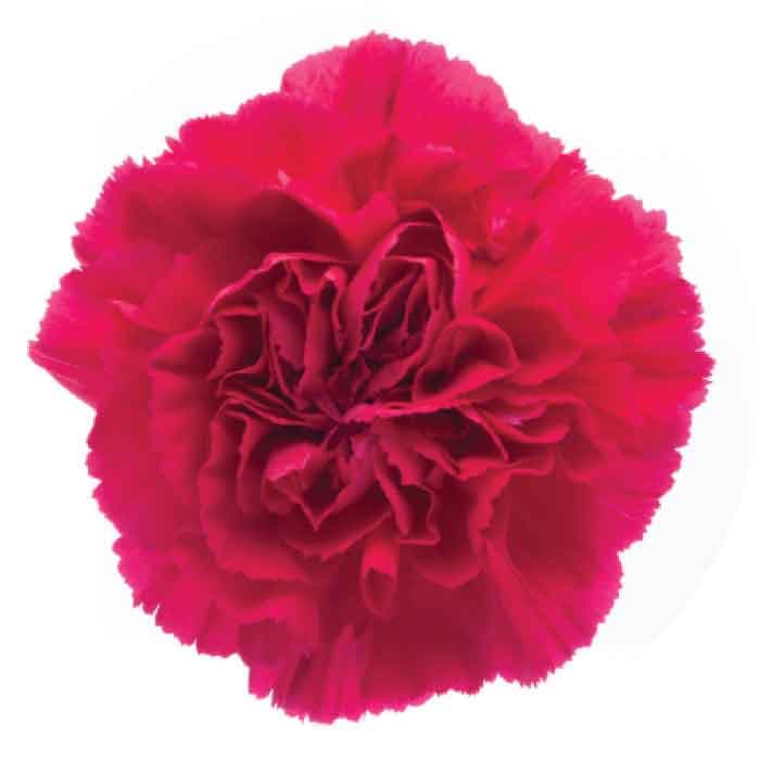 Carns Hot Pink Zeppelin Select