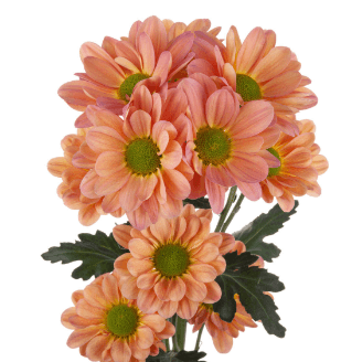 Pom Daisy Sunrise Tequila Coral Orange