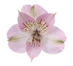 Alstro Light Pink Fancy