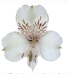 Alstro White Fancy