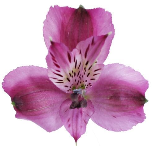 Alstro Purple Napoli Super S.