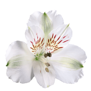 Alstro White Virginia Super S.