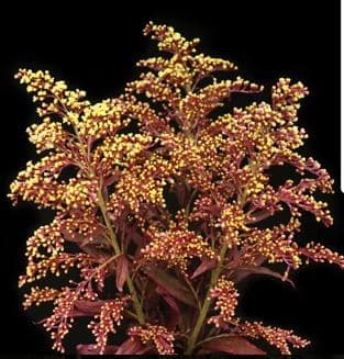 Aster Solidago Tinted Red Select